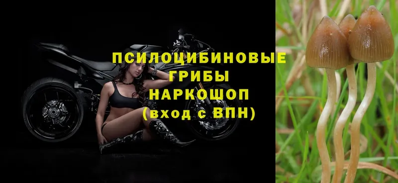 Галлюциногенные грибы Psilocybe  даркнет сайт  Сергач 